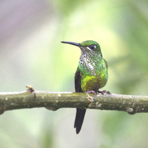 Emperatriz Brillante mujer; Refugio Paz de las Aves, Nanegalito, Ecuador | ©Ángela Drake Una emperatriz brillante femenina con un vientre verde dorado y pecho manchado blanco y verde se posa en una rama