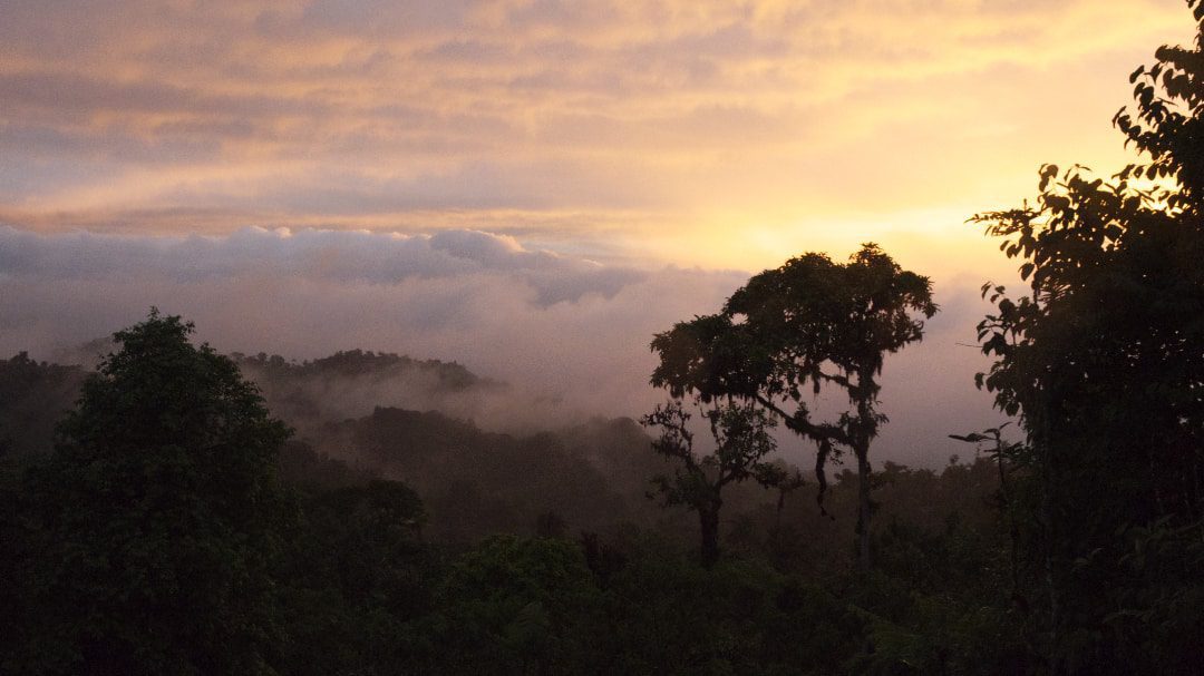 Puesta de sol en Refugio Paz de las Aves, Nanegalito, Ecuador | ©Ángela Drake Un colorido cielo nocturno, nubes ligeramente rosadas en lo alto, delicada luz solar amarilla que se desvanece en nubes púrpuras más profundas en el horizion. Algunos árboles están de perfil.