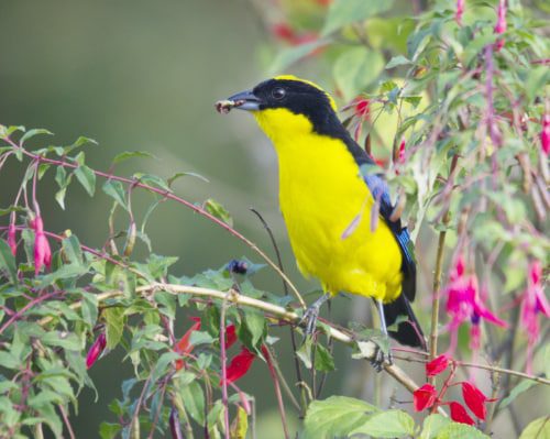 Tangara de montaña de alas azules; Refugio Paz de las Aves, Nanegalito, Ecuador | ©Ángela Drake Una tangara de montaña de alas azules con pecho amarillo y máscara facial negra se come un insecto