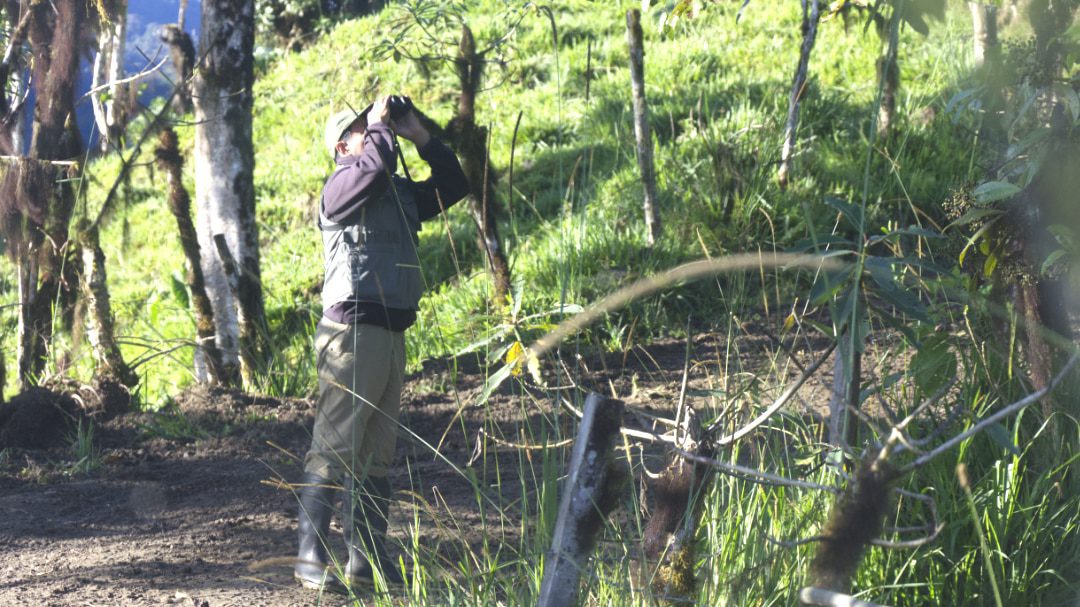 Ángel Paz busca aves a lo largo del sendero; Refugio Paz de las Aves, Nanegalito, Ecuador | ©Ángela Drake Un hombre mira a través de binoculares hacia los árboles