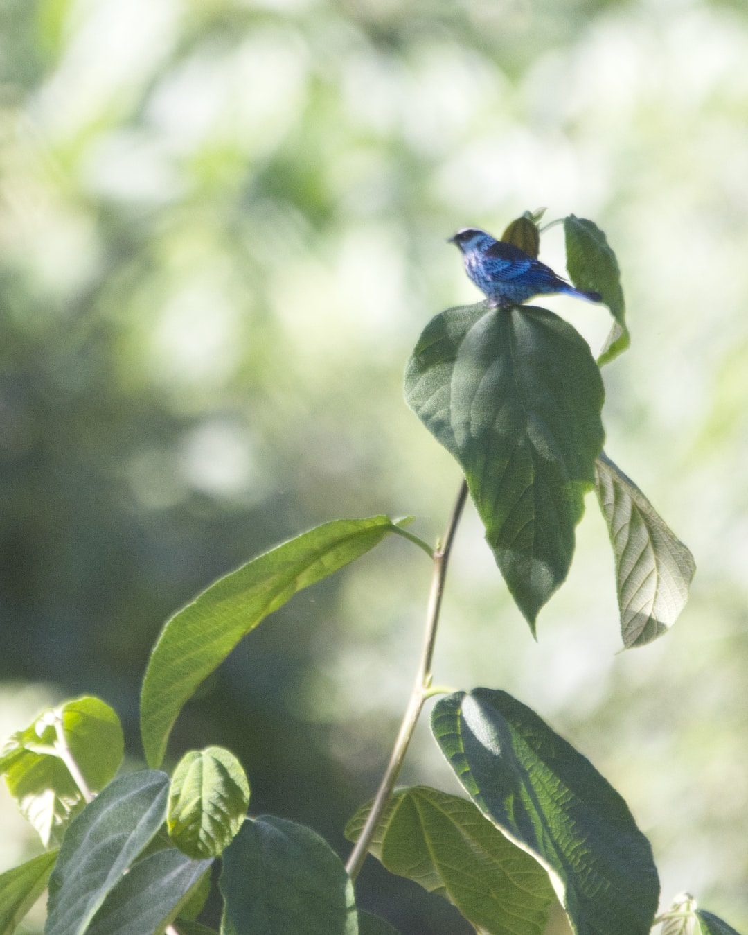 Tangara de berilo en el huerto frutal de Refugio Paz de las Aves, Nanegalito, Ecuador | ©Ángela Drake Una colorida tangara azul y negra se posa sobre un árbol