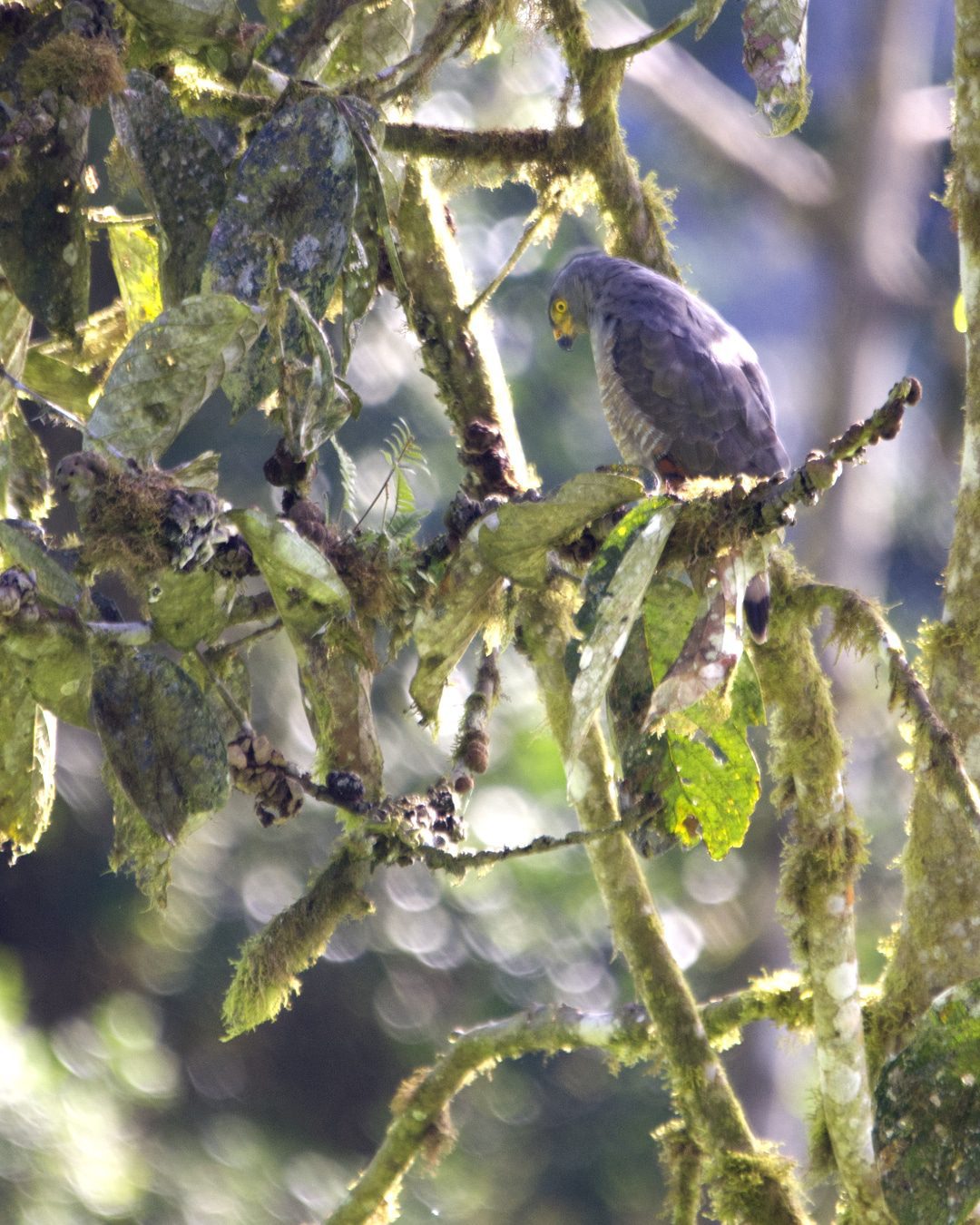Una cometa de pico de gancho se posa en un árbol en el borde del bosque; Refugio Paz de las Aves, Nanegalito, Ecuador | ©Ángela Drake Una cometa de pico de gancho se posa en un árbol en el borde del bosque; Refugio Paz de las Aves, Nanegalito, Ecuador | ©Ángela Drake