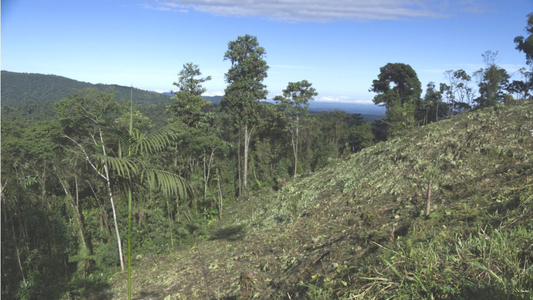 Tierra despejada en 2016 para un nuevo campo de moras; Refugio Paz de las Aves, Nanegalito, Ecuador | ©Ángela Drake Una colina deforestada junto a unos pocos árboles altos restantes