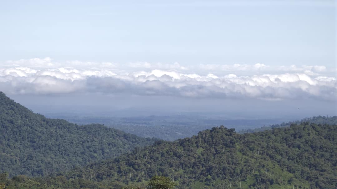 Mirando hacia el bosque de tierras bajas Choco-Darién de la Reserva Choco-Andino desde el Refugio Paz de las Aves; Nanegalito, Ecuador | ©Ángela Drake Un bosque nuboso cubierto de estribaciones en primer plano, valle del río en la distancia con una capa marina de nubes blancas coronada por un cielo azul