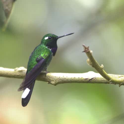 Colibrí de punta blanca de babero púrpura; Refugio Paz de las Aves, Nanegalito, Ecuador | ©Ángela Drake Una punta blanca de babero púrpura con su cuerpo verde, garganta púrpura, cola negra con punta blanca perchas en una rama