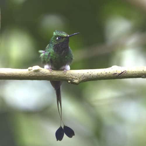 Colibrí Rackettail con botas; Refugio Paz de las Aves, Nanegalito, Ecuador | ©Ángela Drake Un colibrí de cola de raqueta con botas con su cuerpo verde, plumas blancas hinchadas a sus pies y una cola larga y doble en forma de espátula se posa en una rama