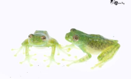 Protegiendo a las ranas en peligro de extinción de Refugio Paz
