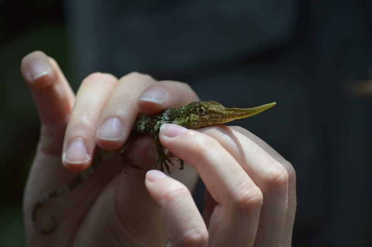 Un Anolis cornudos de Mindo, un lagarto de nariz larga sostenido en las manos de un investigador