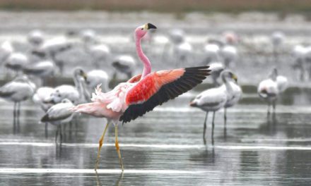 ¡Protege a los flamingos del Parque Nacional Ansenuza!