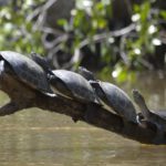 Salvando tortugas amazónicas en el Cuyabeno, Ecuador