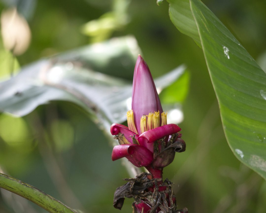 Una esbelta flor rosa permanece sin abrir mientras sobresale de sus hojas exteriores de color rojo