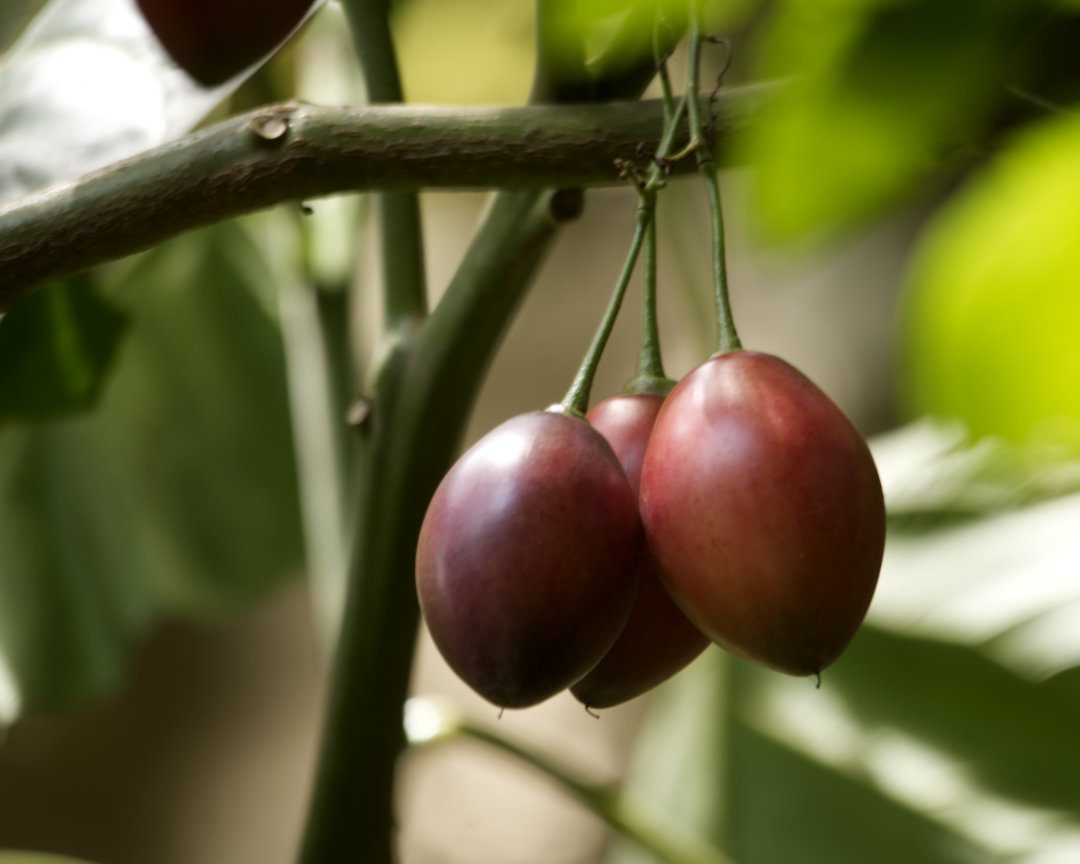 De una rama cuelgan tres frutos de color rojo intenso con forma de cerezas oblongas del tamaño de limones.