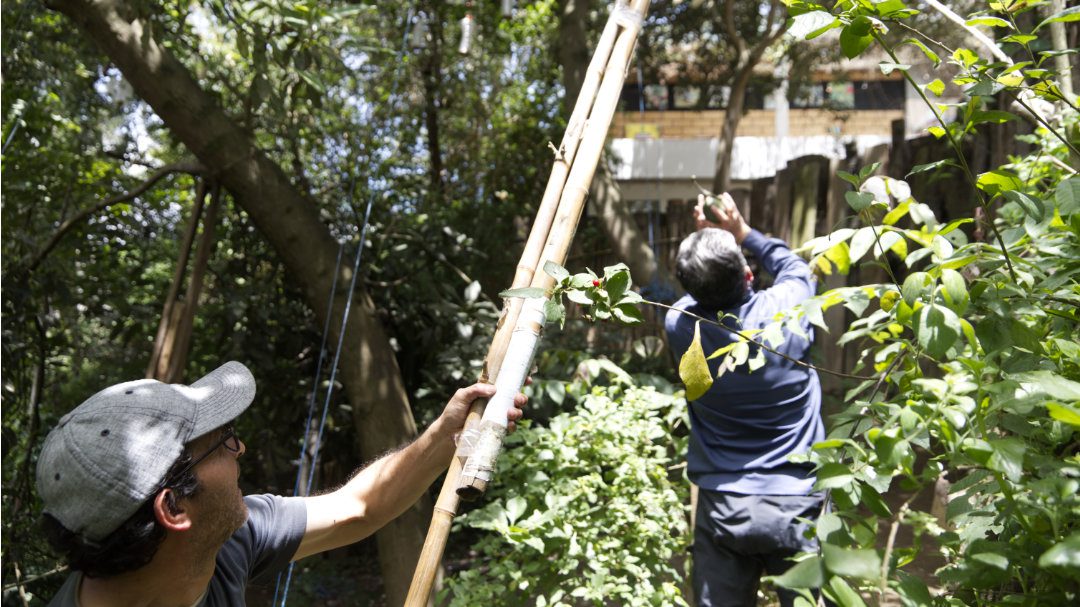 Un hombre sujeta una herramienta para cortar aguacates del árbol mientras otro atrapa un aguacate que cae