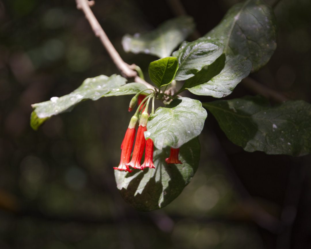 Las largas flores rojas en forma de tubo cuelgan de una rama con hojas verde oscuro