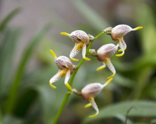 Un diminuto ejemplar de Orquídea Masdevallia con pétalos moteados de color burdeos rematados con brillantes espigas amarillas.