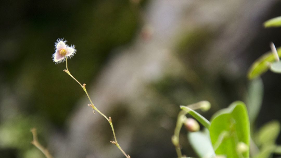 Una sola flor blanca y vellosa que queda en el tallo de una orquídea perteneciente al género Stelis.