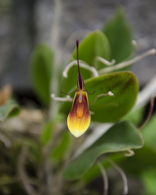 
Orquídea con una única y llamativa floración, con un largo y afilado sépalo dorsal que pasa del rojo intenso en la base al amarillo en la punta, flanqueado por dos sépalos laterales amarillos con rayas marrón rojizas, y delicados y finos pétalos laterales de color amarillo translúcido con acentos marrón rojizos.
