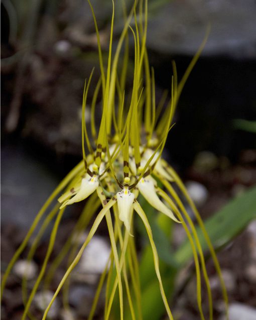 Una orquídea araña con pétalos dramáticos, largos y finos del género Brassia