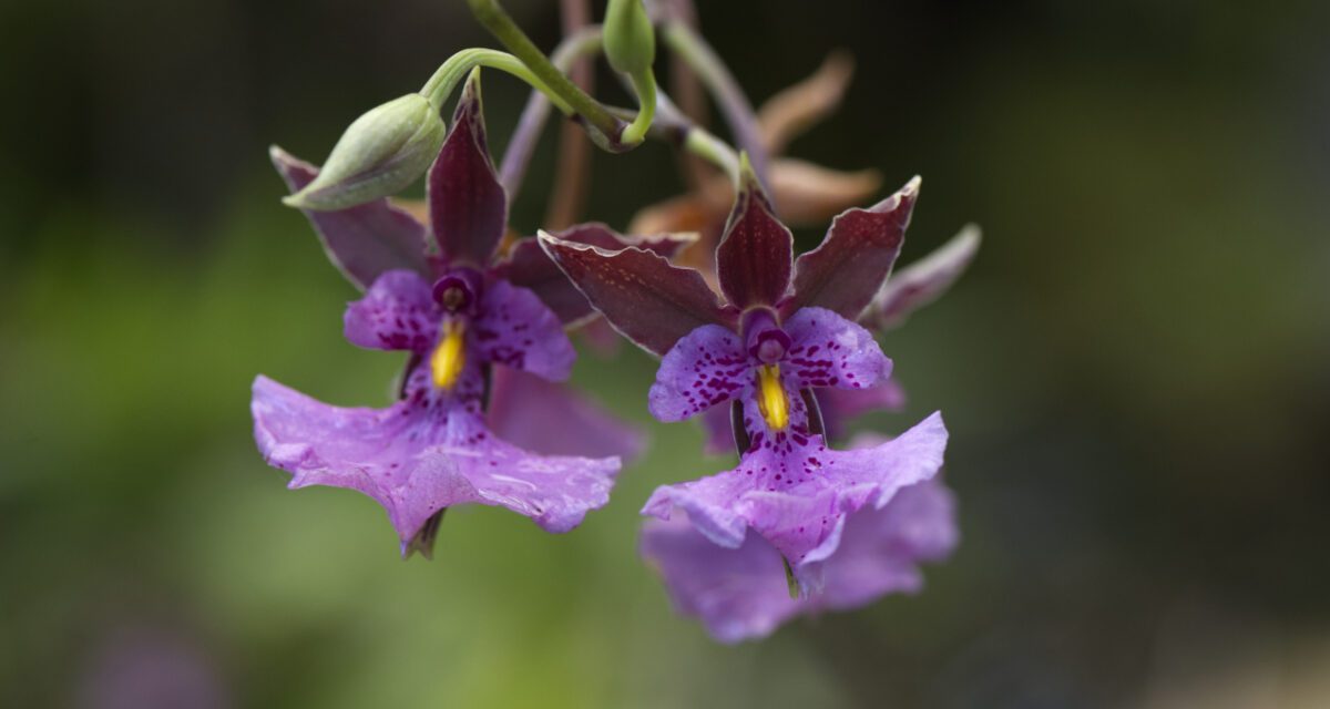 Impresionantes orquídeas en el Jardín Botánico de Quito