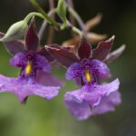 Impresionantes orquídeas en el Jardín Botánico de Quito