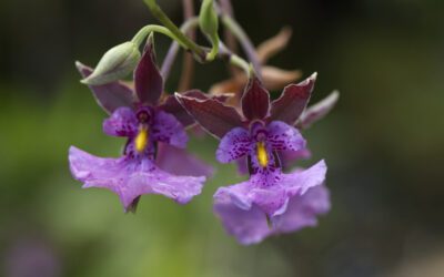 Impresionantes orquídeas en el Jardín Botánico de Quito