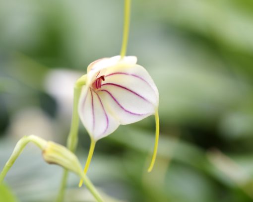Un miembro del género Masdevallia con tres pétalos blancos uniformemente rayados con una línea rosa intenso y que terminan en una cola larga, fina y de color amarillo pálido de unos dos centímetros de largo. Esta orquídea no tiene labio aparente. 
