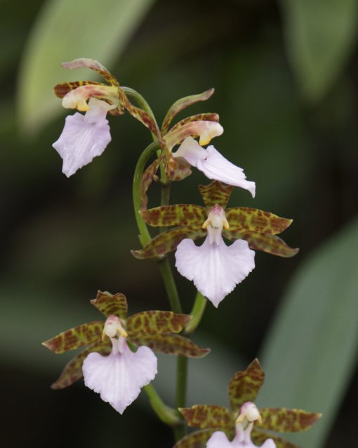 Una orquídea de pétalos y sépalo amarillo verdoso moteado de rojo intenso y labio rosa pálido