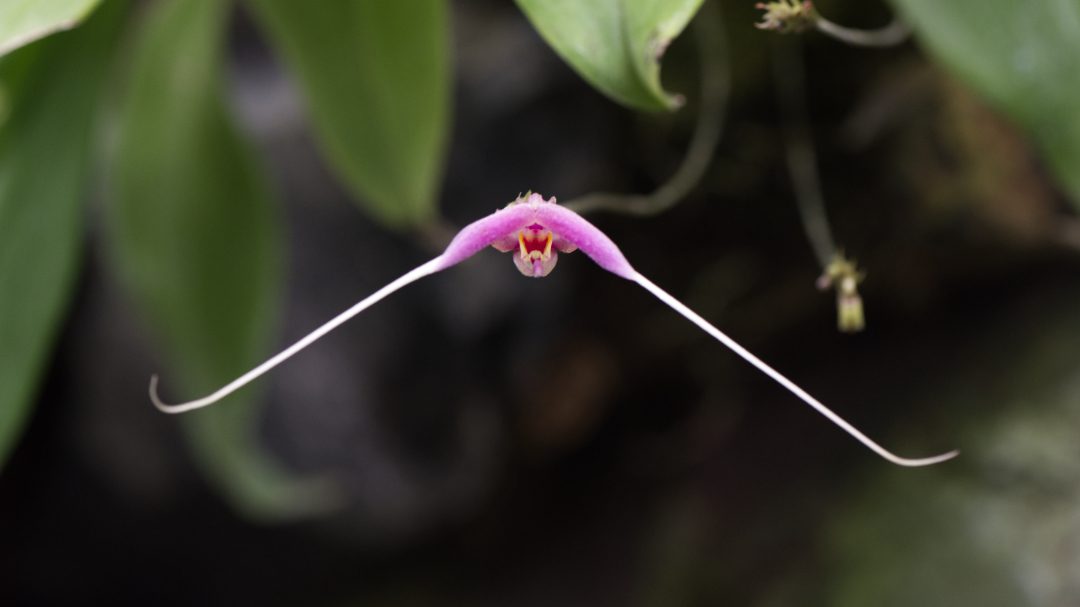 Una llamativa orquídea de color rosa intenso con dos pétalos increíblemente largos y finos pertenece al género Masdevallia. Esta orquídea única puede verse en el Jardín Botánico de Quito. 