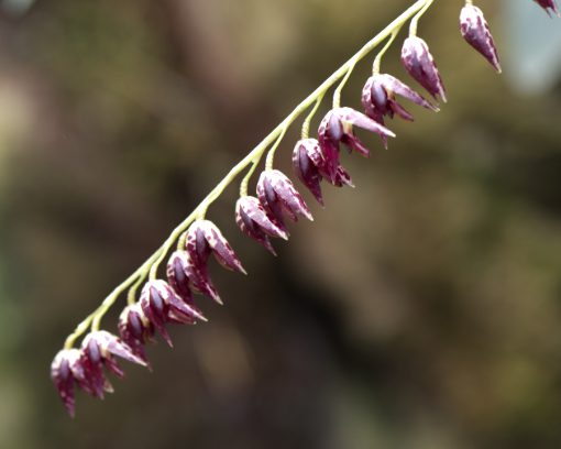 Varias orquídeas pequeñas de un burdeos intenso se alinean secuencialmente en un único tallo