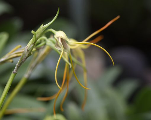 Una orquídea de color amarillo pálido con pétalos que terminan en tallos largos y delgados de color naranja brillante.