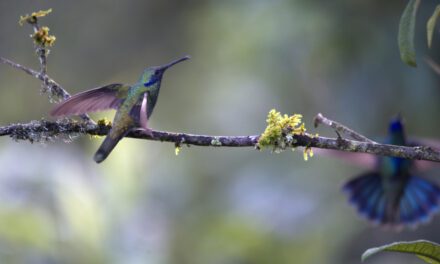 ¿Va a Mindo? Visita Maraksacha.