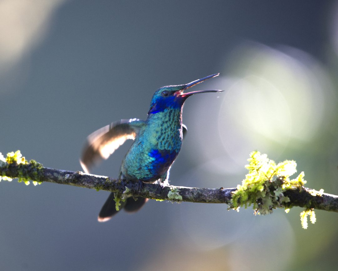 Un colibrí Sparkling Violetears abre el pico declarando su territorio a las demás aves