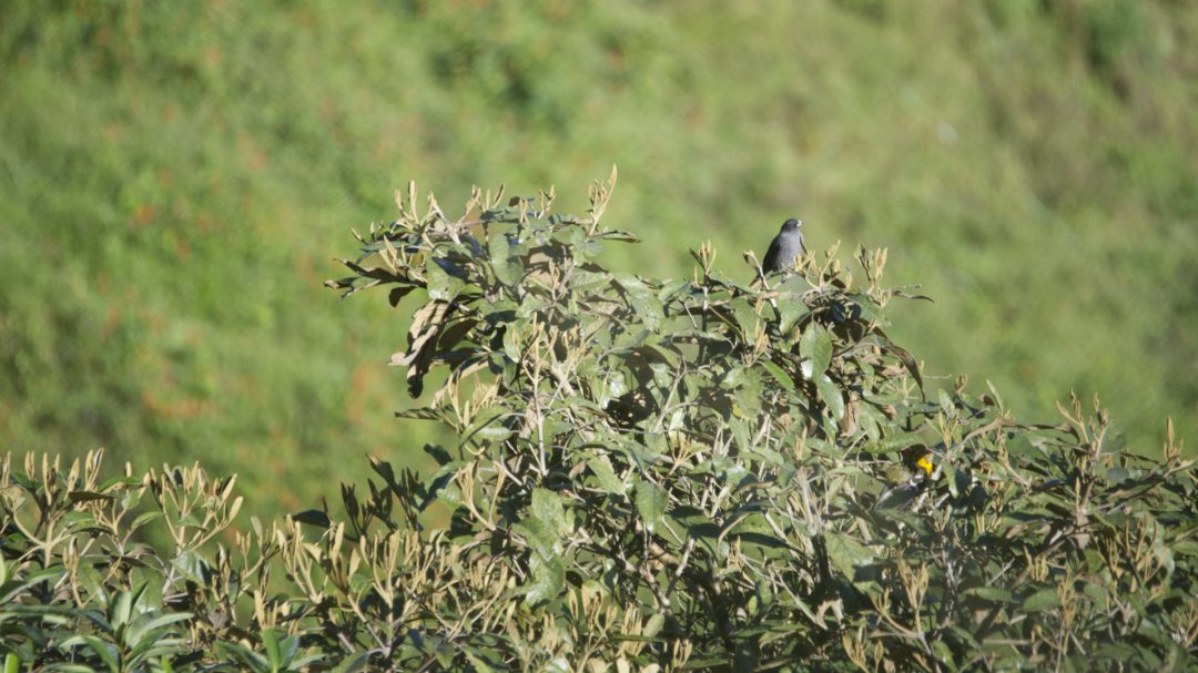 La Cotinga de cresta roja visita a menudo las copas de los árboles con vistas al jardín de la Reserva de Maraksacha