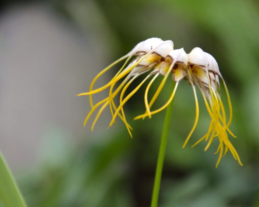 Las flores de esta orquídea están dispuestas en círculo, como si cada flor fuera un pétalo integrante de una flor mayor. La flor tubular es blanca con marcas de color rojo intenso en los bordes, que se ensanchan en finas puntas de color amarillo brillante.   