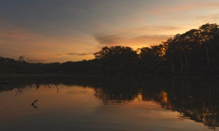 Planifica tu viaje a la Reserva Biológica Limoncocha de Ecuador