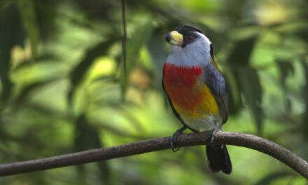 Tras bastidores: La Guía de Campo de Aves de Mashpi Amagusa