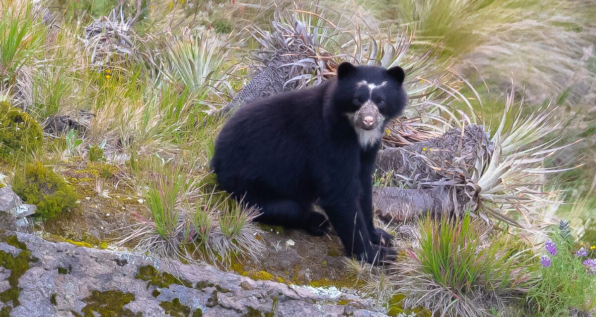 En busca del oso andino de anteojos