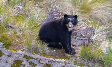 En busca del oso andino de anteojos