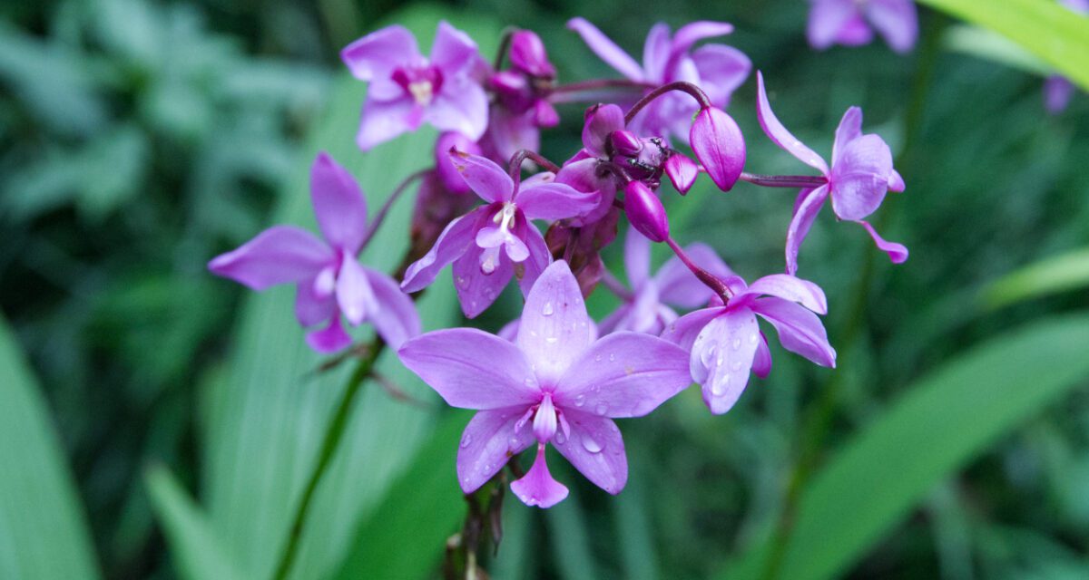Un jardín botánico lleno de orquídeas en Misahualli, Río Napo