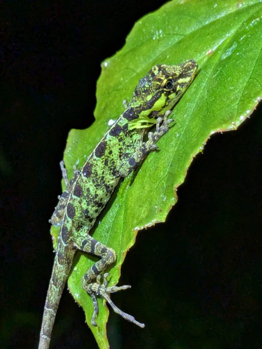 Una lagartija verde salpicada de negro se aferra a una hoja verde