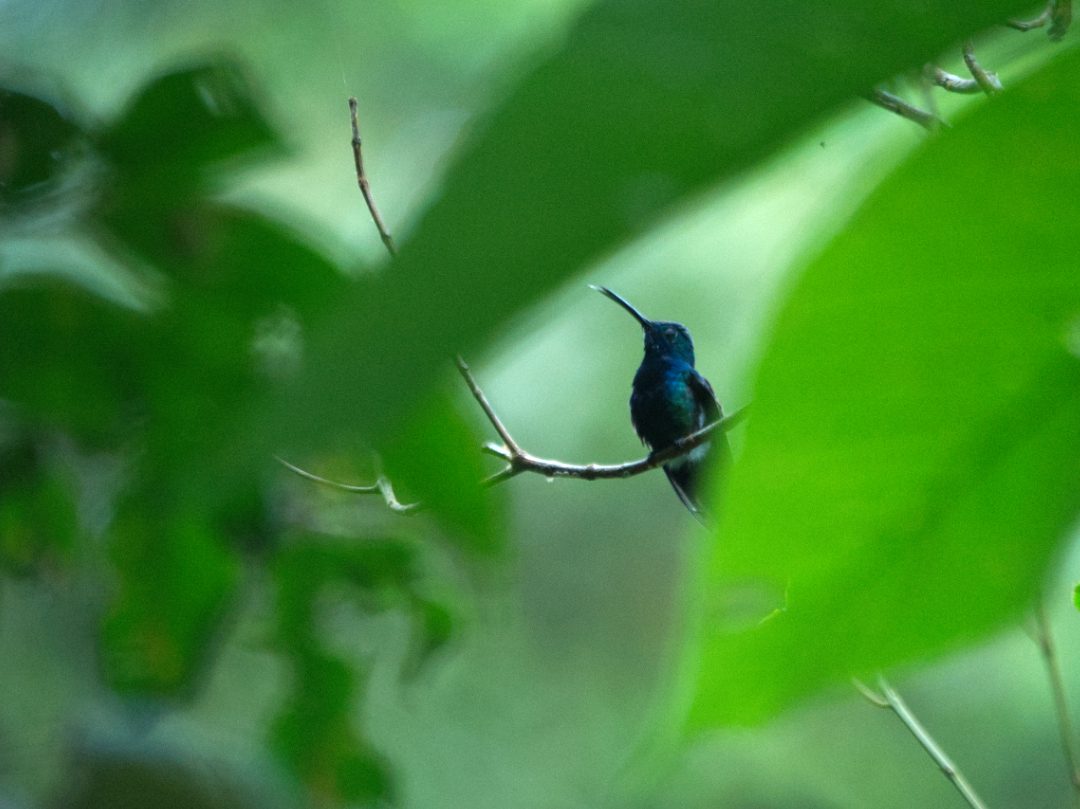 Mango de garganta negra | ©Angela Drake Un colibrí Mango de garganta negra juega al cucú entre las hojas verdes.