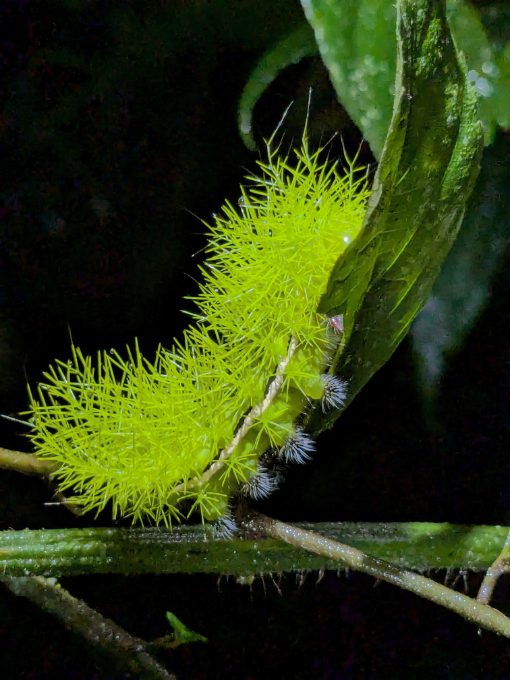 Una oruga de color amarillo verdoso neón que se parece a una especie de planta con pinchos.
