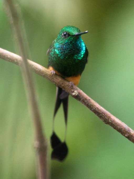 Cola de raqueta peruana se posa en una rama.