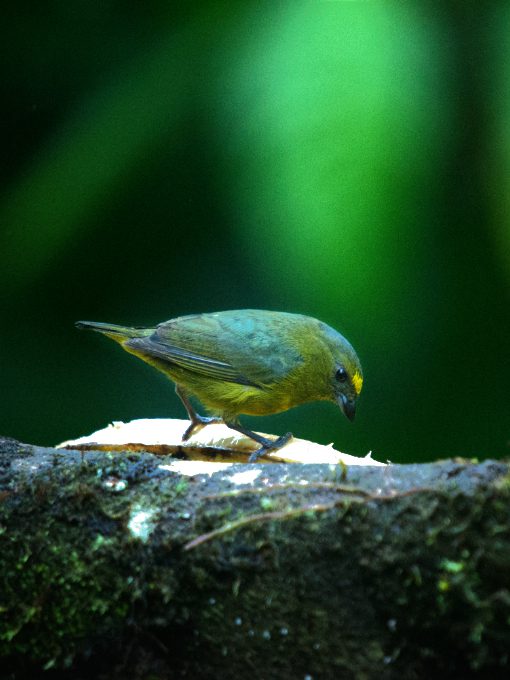 Una Euphonia Verde Bronce picotea un plátano en los comederos del Ecolodge Río Quijos.
