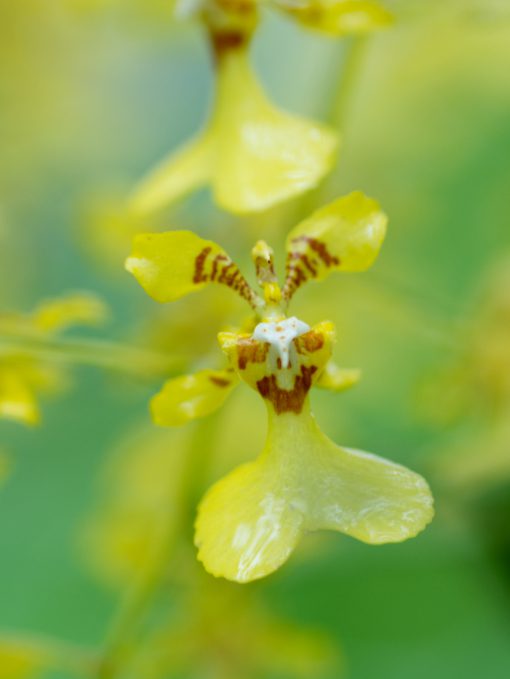 Una orquídea amarilla con manchas rojo ladrillo