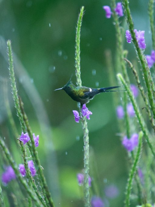 Un Espinoso Crestado se posa en un fino tallo de verbena