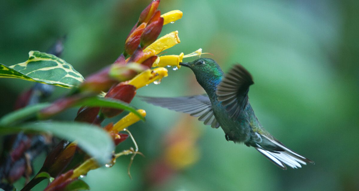 9 maneras en que Río Quijos EcoLodge te conecta con la naturaleza