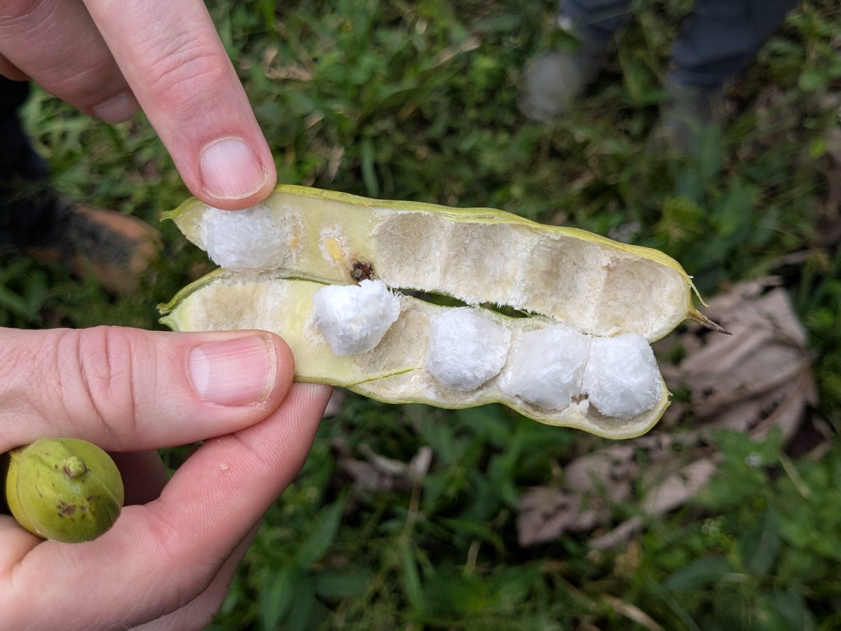 Vaina de la guaba amazónica, abierta para revelar su pulpa dulce y algodonosa. Vaina abierta de guaba (frijol helado) mostrando la pulpa blanca algodonosa alrededor de las semillas negras, fruta amazónica ecuatoriana.