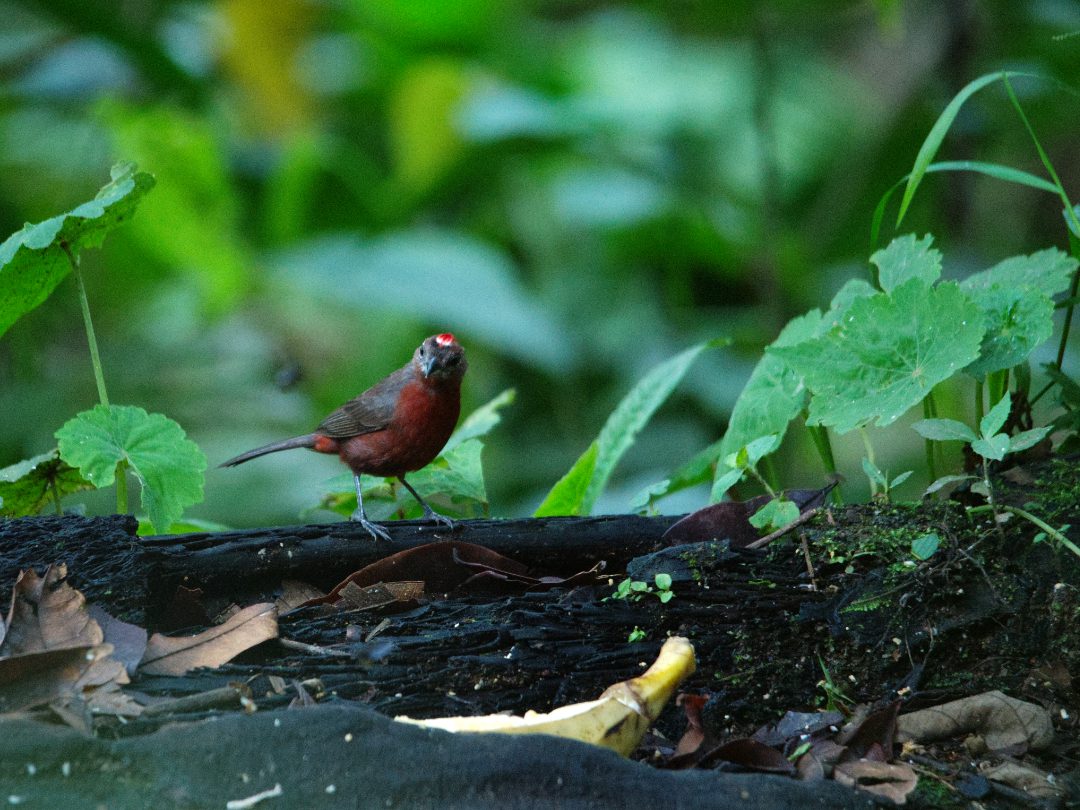Pinzón de cresta roja | ©Angela Drake Un pinzón de cresta roja con su corona tornasol se posa en un tronco