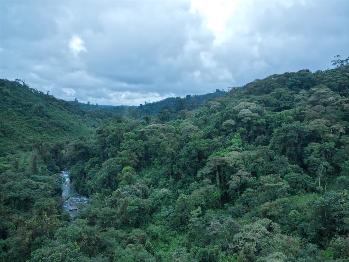 Vista desde Tarabita | ©Angela Drake Contemplando el bosque selvático a ambos lados del río Jondachi desde el teleférico de la Reserva de Wayra.
